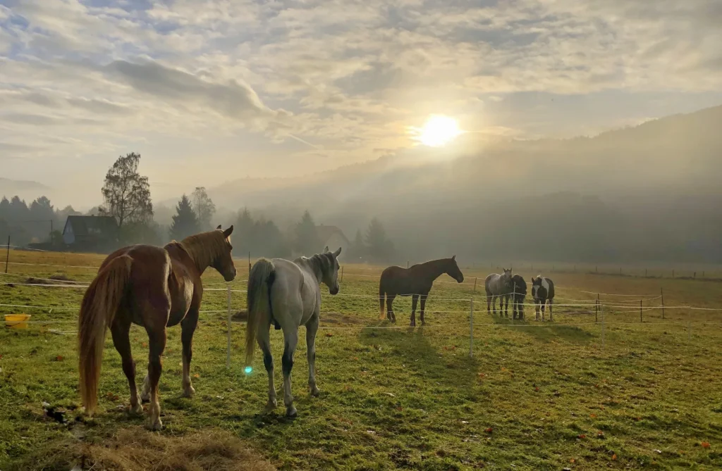 Cinq chevaux sont dans une prairie avec un soleil brillant les surplombant. 