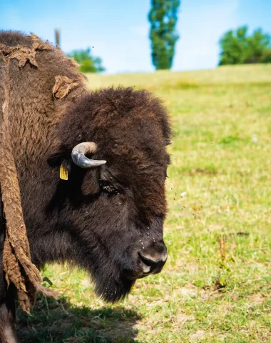 Le Ranch des bisons