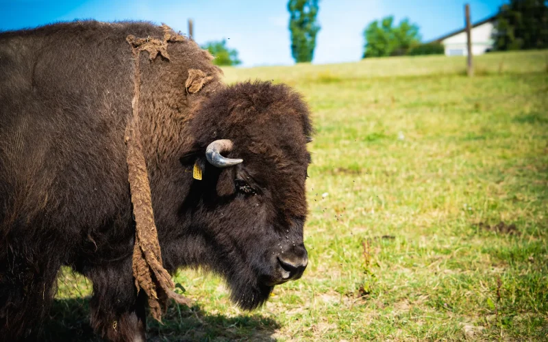 Le Ranch des bisons